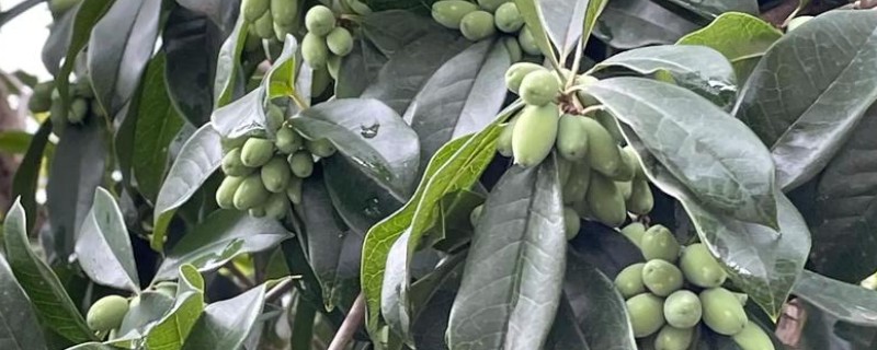 桂花树结果是不是好兆头,桂花树结果是好兆头