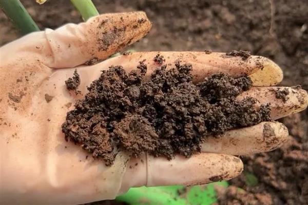 火棘的盆栽养殖方法,需要给予充足的光照