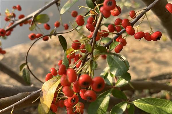 火棘的盆栽养殖方法,需要给予充足的光照