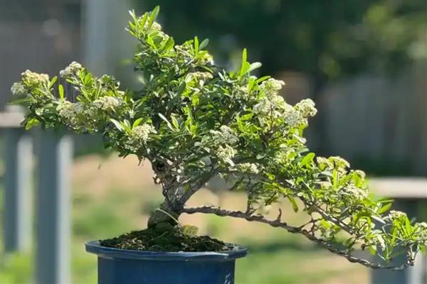 火棘的盆栽养殖方法,需要给予充足的光照