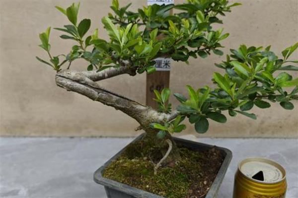 火棘的盆栽养殖方法,需要给予充足的光照