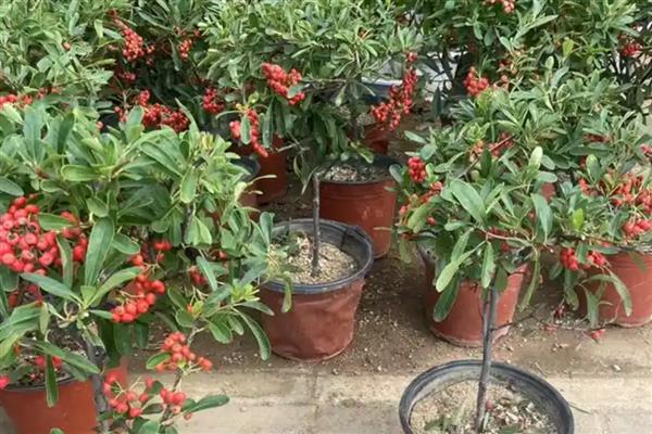 火棘的盆栽养殖方法,需要给予充足的光照