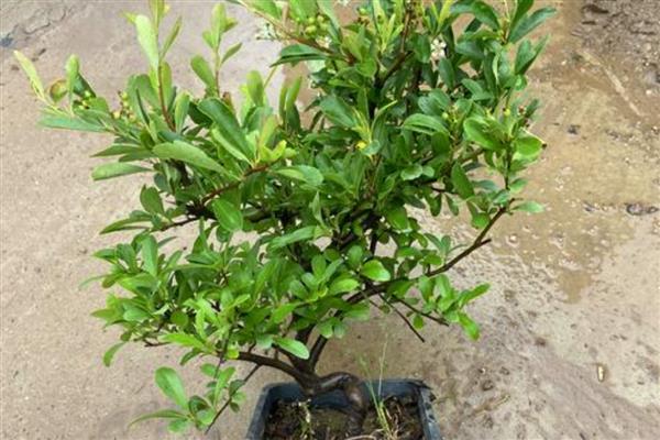 火棘的盆栽养殖方法,需要给予充足的光照