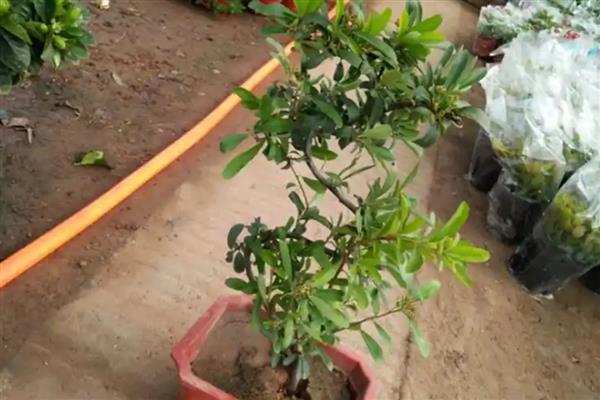 火棘的盆栽养殖方法,需要给予充足的光照