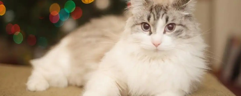 猫咪为什么会掉毛,主要是细菌或真菌感染、寄生虫感染等因素造成