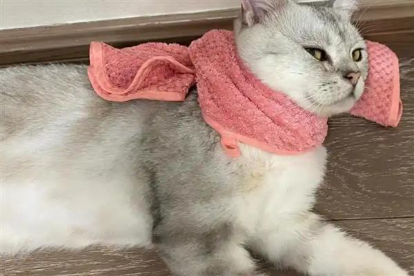 导致猫咪脱毛的原因，主要有以下五点