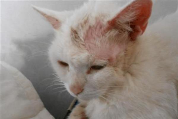导致猫咪脱毛的原因，主要有以下五点