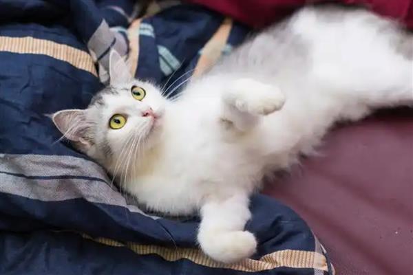 导致猫咪脱毛的原因，主要有以下五点