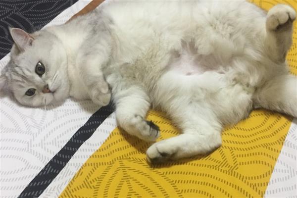 导致猫咪脱毛的原因，主要有以下五点