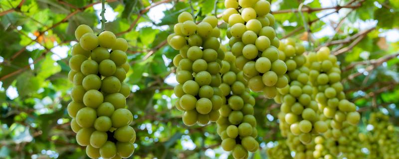 葡萄春季怎么养，进入萌芽期要对其进行修剪