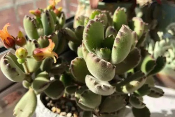 熊童子怎么养，要保证充足的光照
