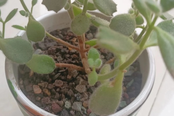 熊童子怎么养，要保证充足的光照