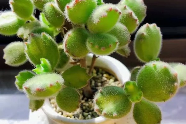 熊童子怎么养，要保证充足的光照