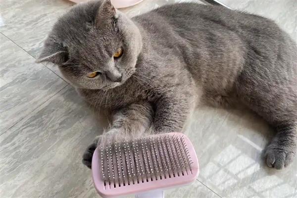 猫咪为什么会掉毛,主要是细菌或真菌感染、寄生虫感染等因素造成