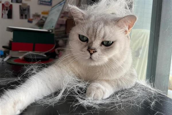 猫咪为什么会掉毛,主要是细菌或真菌感染、寄生虫感染等因素造成