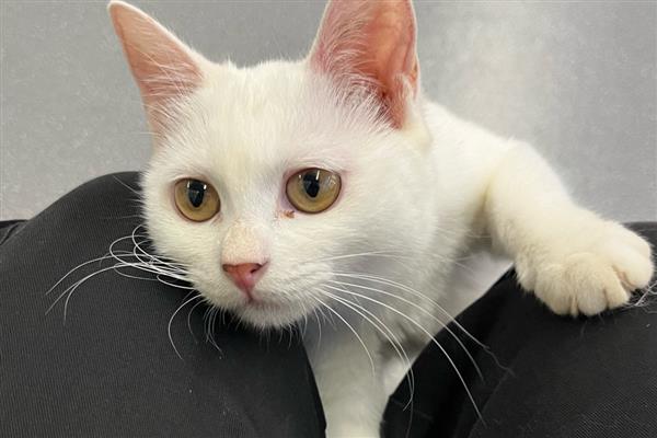 猫咪为什么会掉毛,主要是细菌或真菌感染、寄生虫感染等因素造成