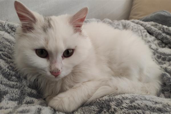 猫咪为什么会掉毛,主要是细菌或真菌感染、寄生虫感染等因素造成