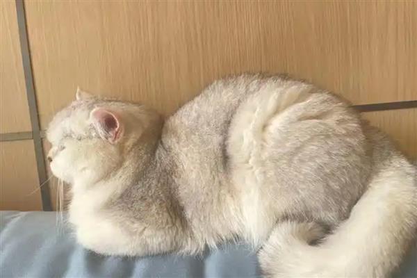 猫咪为什么会掉毛,主要是细菌或真菌感染、寄生虫感染等因素造成