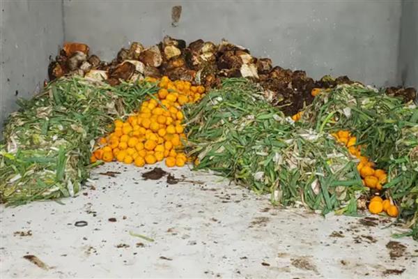 蔬菜废弃物如何正确处理,需及时集中烧毁或挖坑深埋