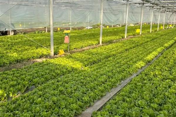 蔬菜废弃物如何正确处理,需及时集中烧毁或挖坑深埋