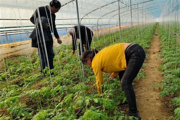 蔬菜废弃物如何正确处理,需及时集中烧毁或挖坑深埋