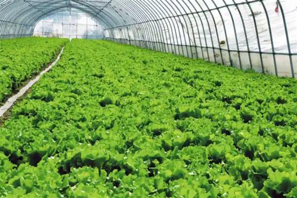 蔬菜废弃物如何正确处理,需及时集中烧毁或挖坑深埋