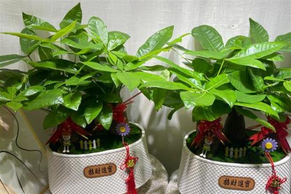 发财树开花有什么好兆头，代表着财源滚滚的寓意