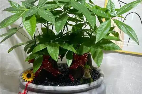 发财树开花有什么好兆头，代表着财源滚滚的寓意