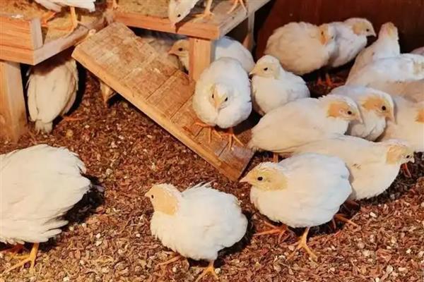 芦丁鸡刚孵化出来怎样保温，温度一般为38℃