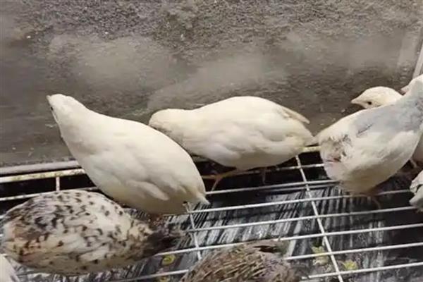 芦丁鸡刚孵化出来怎样保温，温度一般为38℃