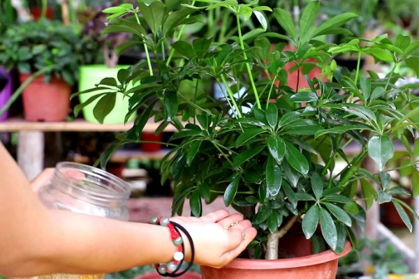 鸭掌木的家庭养法，盛夏时节更应该每天浇水