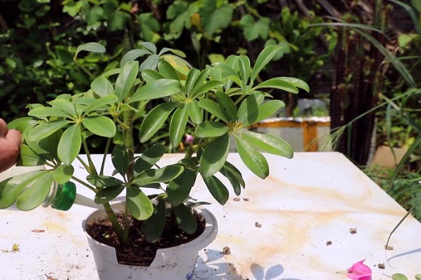 鸭掌木的家庭养法，盛夏时节更应该每天浇水