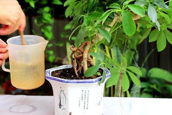鸭掌木的家庭养法，盛夏时节更应该每天浇水