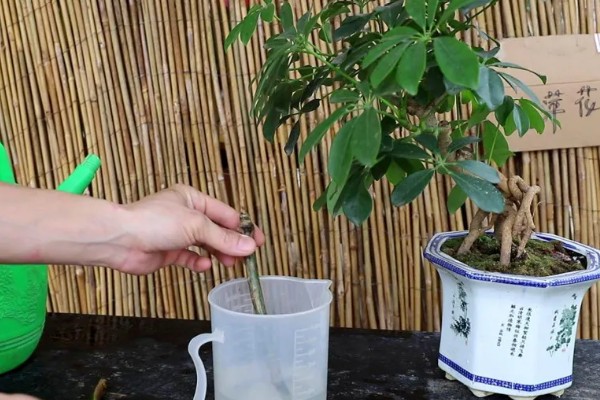 鸭掌木的家庭养法，盛夏时节更应该每天浇水