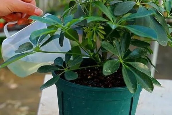 鸭掌木的家庭养法，盛夏时节更应该每天浇水