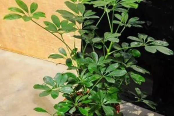 鸭掌木的家庭养法，盛夏时节更应该每天浇水