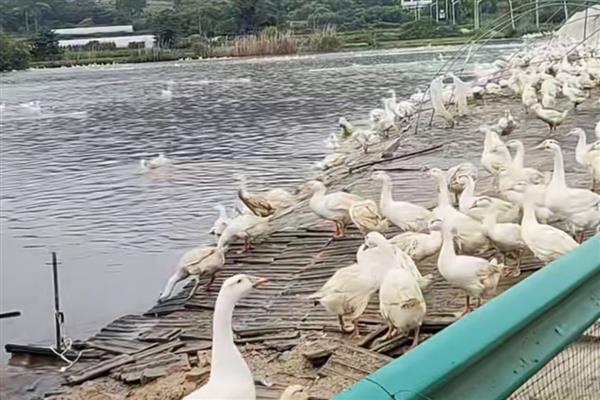 鹅如何养殖，选择生长周期较短、体格较大的品种
