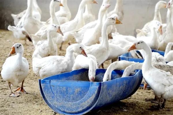 鹅如何养殖，选择生长周期较短、体格较大的品种