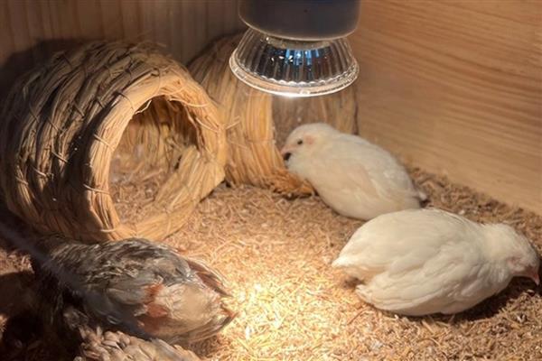 芦丁鸡刚孵化出来怎样保温，温度一般为38℃