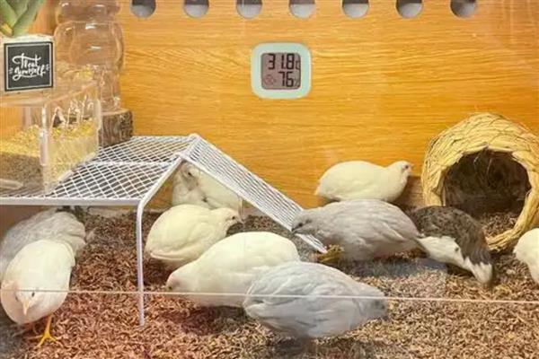 芦丁鸡刚孵化出来怎样保温，温度一般为38℃