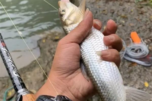 重唇鱼的垂钓时间，春季至秋季都可以垂钓