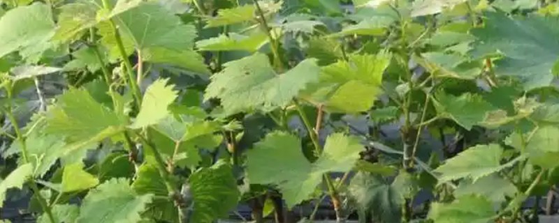 秋天移栽葡萄苗的注意事项，选择在沙壤土上种植
