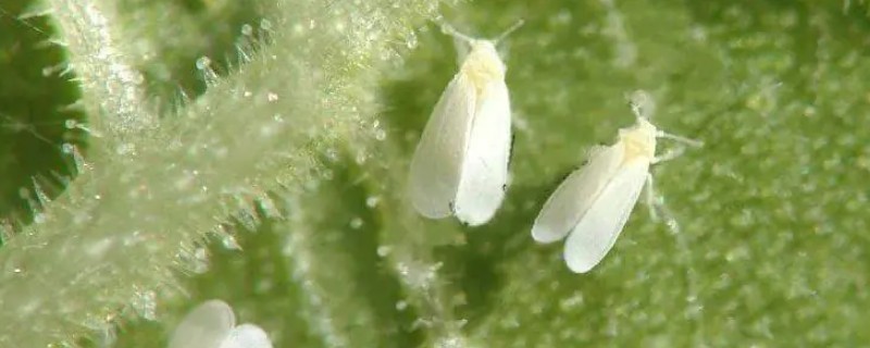 蔬菜烟粉虱是什么，俗称小白蛾