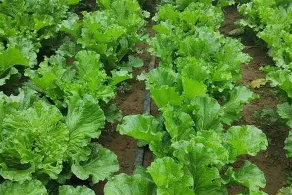 蔬菜烟粉虱是什么，俗称小白蛾