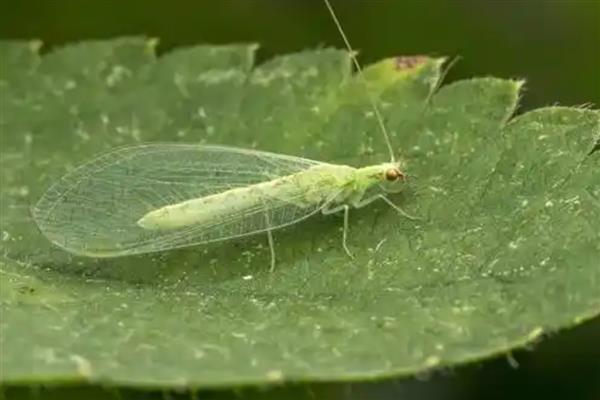 蔬菜烟粉虱是什么，俗称小白蛾