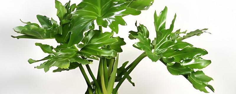 春羽如何养殖，可以选用泥盆进行栽植