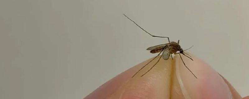 蚊子有几颗牙齿，蚊子有22颗牙齿