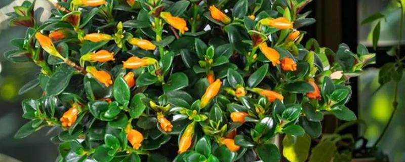 金鱼吊兰如何繁殖，可扦插也可分株繁殖