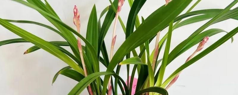 建兰如何养殖，适宜生活在光线充裕的地方