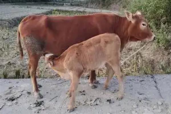 小牛八个月早产怎么喂养,饲养员可人工辅助小牛喝奶